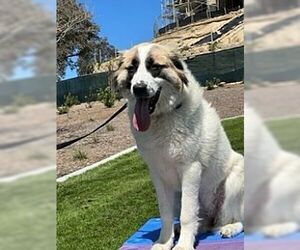Izzy - Female Anatolian Shepherd Dog for Adoption - Photo #2