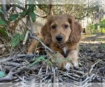 Small #7 Cavapoo