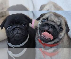 Pug Puppy for Sale in GREENVILLE, South Carolina USA