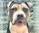 Small Bulldog Mix