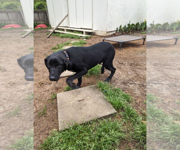 Medium Photo #4 Labrador Retriever-Unknown Mix Puppy For Sale in Munford, TN, USA