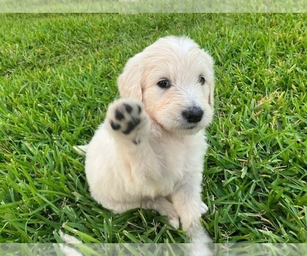 Medium Photo #2 Goldendoodle Puppy For Sale in ODESSA, FL, USA