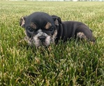 Small #7 English Bulldog