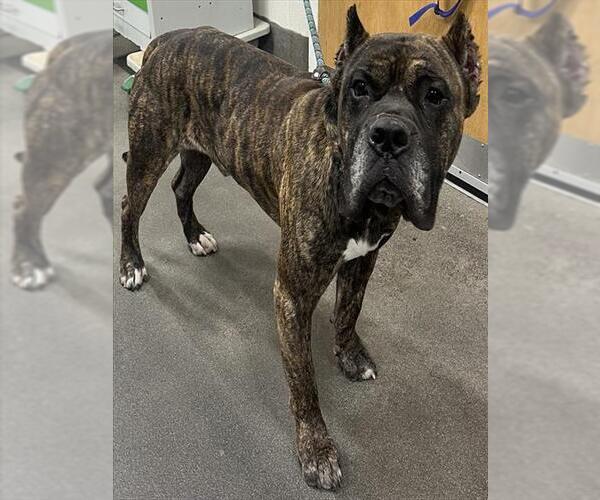 Medium Photo #1 Presa Canario Puppy For Sale in Forestville, MD, USA