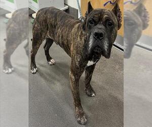 Presa Canario Dogs for adoption in Forestville, MD, USA