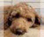 Small #21 Goldendoodle