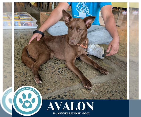 Medium Photo #11 Labsky Puppy For Sale in Kimberton, PA, USA