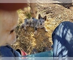 Small Photo #10 Australian Cattle Dog Puppy For Sale in BREWSTER, CO, USA