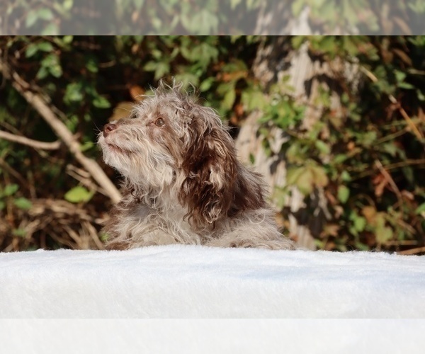 Medium Photo #26 ShihPoo Puppy For Sale in DYERSBURG, TN, USA