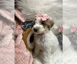 Puppy Sweetie Goldendoodle (Miniature)