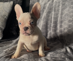 Small #9 French Bulldog