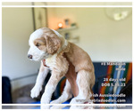 Small Photo #24 F2 Aussiedoodle-Irish Doodle Mix Puppy For Sale in SACRAMENTO, CA, USA