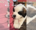 Small Photo #42 Saint Bernard Puppy For Sale in NEW MARKET, IA, USA