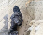 Small #2 Labrador Retriever Mix
