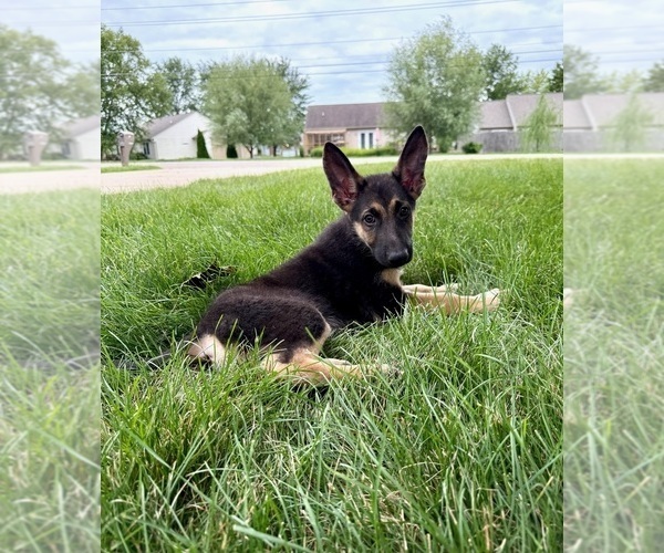 Medium Photo #4 German Shepherd Dog Puppy For Sale in GREENFIELD, IN, USA