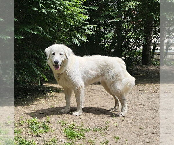 Medium Photo #2 Great Pyrenees-Unknown Mix Puppy For Sale in Croydon, NH, USA