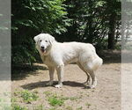 Small #1 Great Pyrenees Mix
