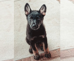 Small Photo #1 German Shepherd Dog Puppy For Sale in CHRISTIANA, TN, USA