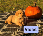 Puppy Violet Golden Retriever
