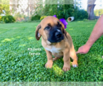 Small #9 American Mastiff-Saint Bernard Mix