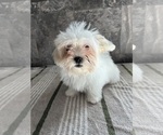 Small Photo #1 Zuchon Puppy For Sale in BOWLING GREEN, KY, USA