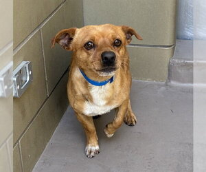 Dachshund-Unknown Mix Dogs for adoption in Riverside, CA, USA