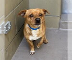 Small Dachshund Mix