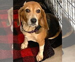 Small #2 Beagle