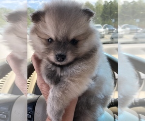 Pomeranian Puppy for Sale in LAWNDALE, North Carolina USA