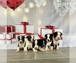 Boston Terrier Puppy for Sale in EWING, Kentucky USA