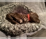 Puppy Red Miniature Labradoodle