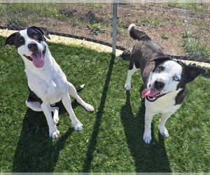 Neymar - Male Border Collie-Siberian Husky Mix Dog for Adoption - Photo #3