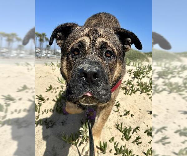 Medium Photo #3 German Shepherd Dog-Unknown Mix Puppy For Sale in Santa Maria, CA, USA