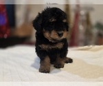 Small #5 Goldendoodle (Miniature)