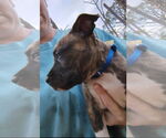 Small #1 Bullboxer Pit