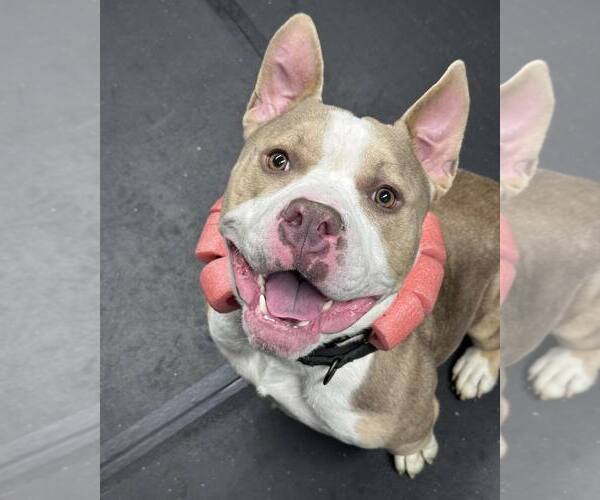 Medium Photo #2 Mutt Puppy For Sale in Waterloo, IA, USA