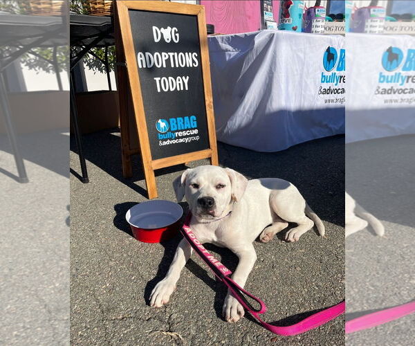 Medium Photo #7 American Pit Bull Terrier-American Staffordshire Terrier Mix Puppy For Sale in Chester, VA, USA