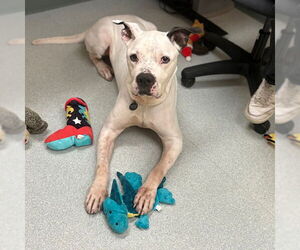 American Bulldog-Unknown Mix Dogs for adoption in Boston, MA, USA