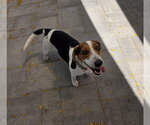 Small #7 Beagle