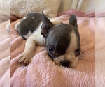 Small #15 French Bulldog