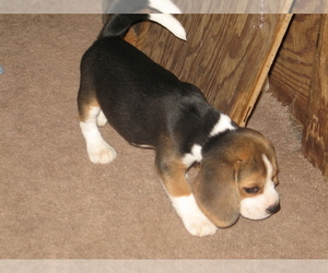 Beagle Puppy for sale in HARLEYSVILLE, PA, USA