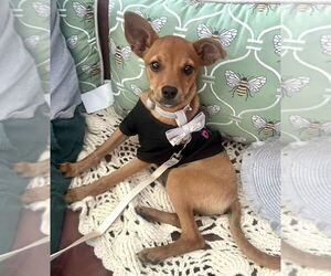 Chihuahua-Unknown Mix Dogs for adoption in Dana Point, CA, USA