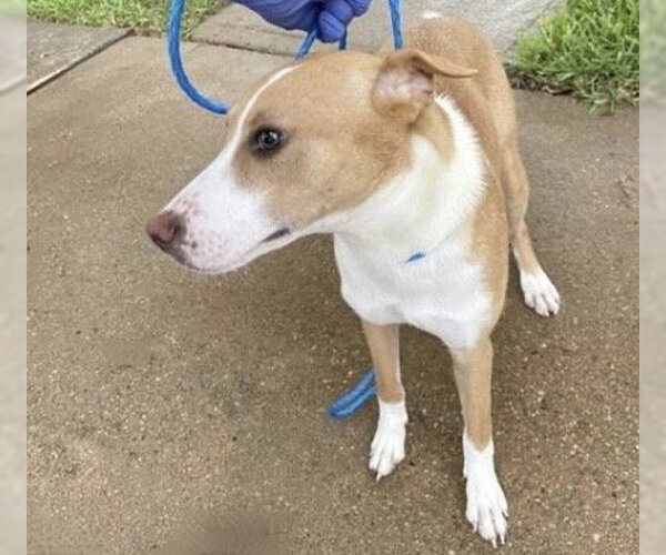 Medium Photo #2 Basenji-Unknown Mix Puppy For Sale in Houston, TX, USA