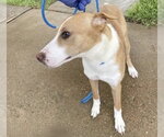 Small #1 Basenji Mix