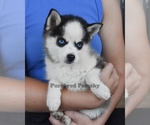 Small #2 Pomsky