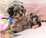 Small Photo #2 Bernedoodle (Miniature) Puppy For Sale in ROY, UT, USA