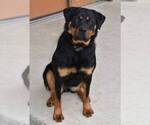 Small Photo #1 Rottweiler Puppy For Sale in MOHRSVILLE, PA, USA
