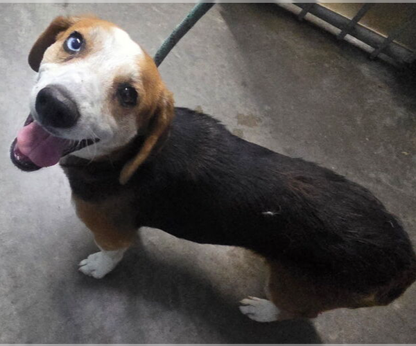Medium Photo #1 Beagle Puppy For Sale in Evansville, IN, USA