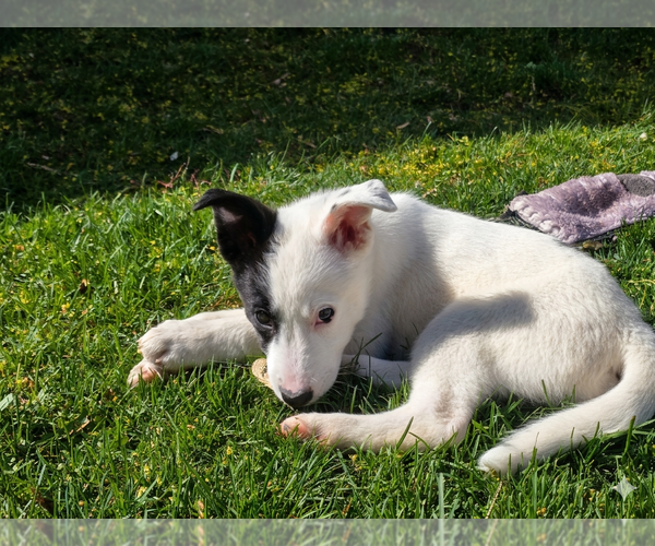 Medium Photo #4 Collie-Unknown Mix Puppy For Sale in Sandy, UT, USA