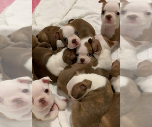 Boston Terrier Litter for sale in TULARE, CA, USA